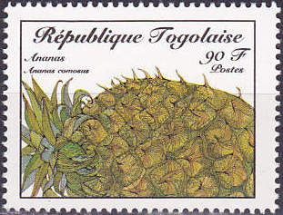 Ananas comosus