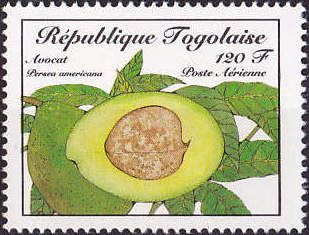 Avocado (Persea americana)