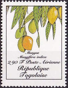 Mangifera indica