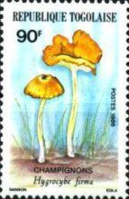 Hygrocybe firma