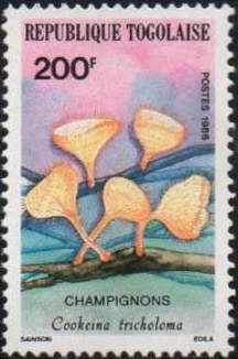 Cookeina tricholoma