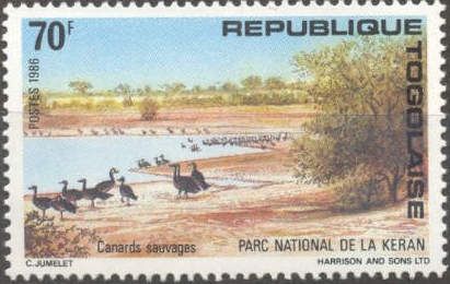 Wild ducks