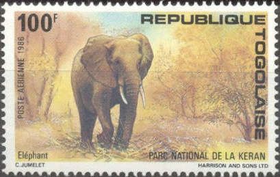 African Elephant (Loxodonta africana)