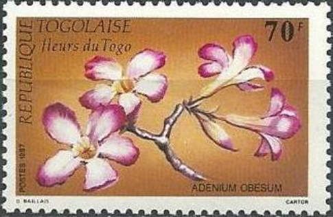 Adenium obesum