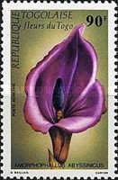 Amorphophallus Abyssinicus