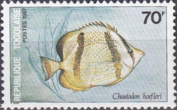 Chaetodon hoefleri