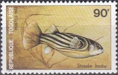 Fahak Pufferfish (Tetraodon lineanus)