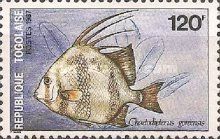 Chaetodipterus goreensis