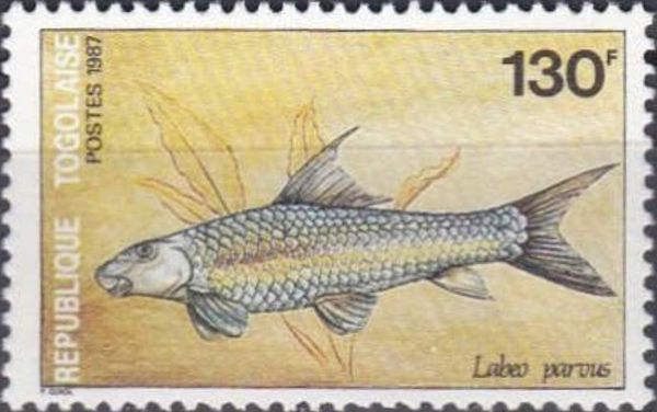 Labeo parvus