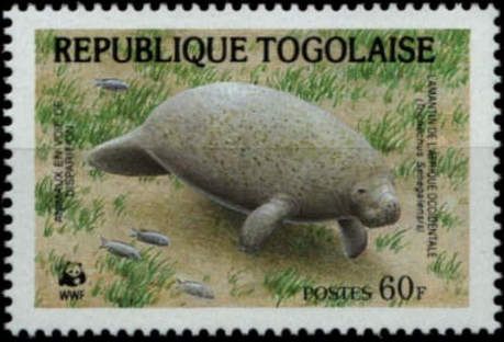 African Manatee (Trichechus senegalensis)