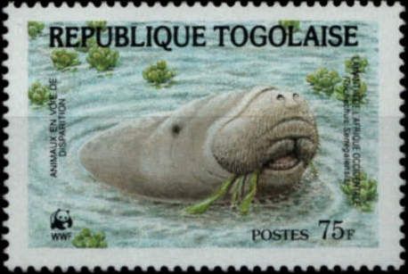 African Manatee (Trichechus senegalensis)