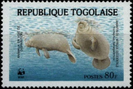 African Manatee (Trichechus senegalensis)