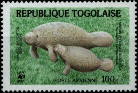 African Manatee (Trichechus senegalensis)