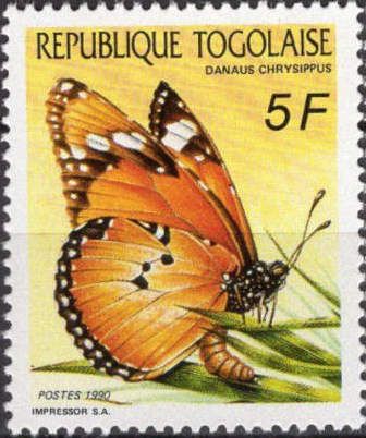African Monarch (Danaus chrysippus)