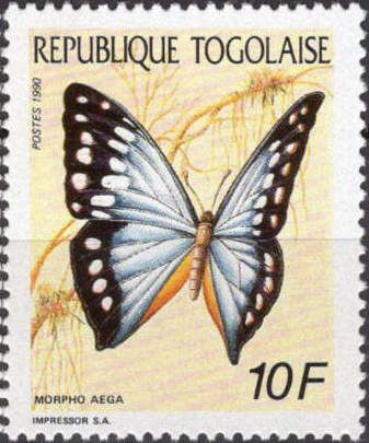 Aega Morpho (Morpho aega)