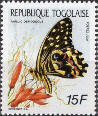 Cirtus Swallowtail (Papilio demodocus)