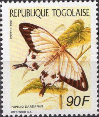 African Swallowtail (Papilio dardanus)