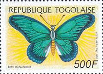 Giant Blue Swallowtail (Papilio zalmoxis)
