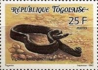 Bitis arietans