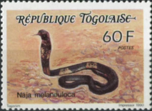 Forest Cobra (Naja melanoleuca)