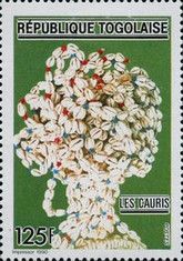 Cowrie (Cypraea sp.)