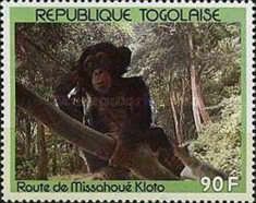 Chimpanzee (Pan troglodytes) at the Route Missahoué-Kloto