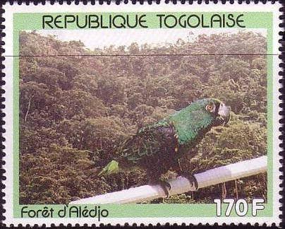 Parrot in Alédjo Forest