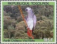 Grey Parrot (Psittacus erithacus) in Vial Kloto Forest