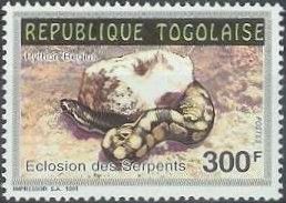 Ball Python (Python regius)