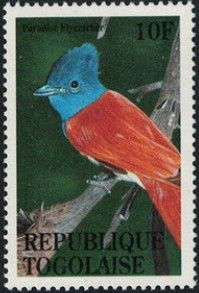 African Paradise Flycatcher (Terpsiphone viridis)