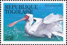 African Spoonbill (Platalea alba)