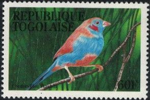 Red-cheeked Cordon-bleu (Uraeginthus bengalus)