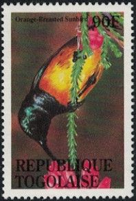 Orange-breasted Sunbird (Anthobaphes violacea)
