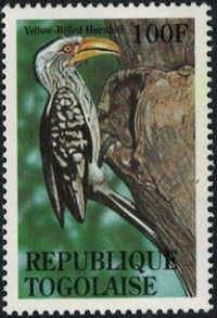 Eastern Yellow-billed Hornbill (Tockus flavirostris)