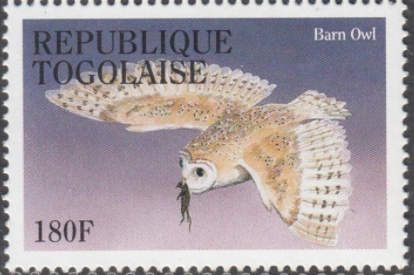 Barn Owl (Tito alba)