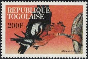 African Hoopoe (Upupa africana)