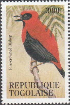 Fire-crowned Bishop (Euplectes hordeaceus)