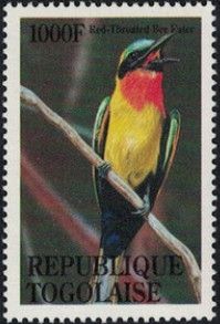 Red-throated Bee-eater (Merops bulocki)