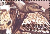 Rüppell's Vulture (Gyps rueppelli)