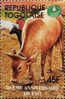 Cattle