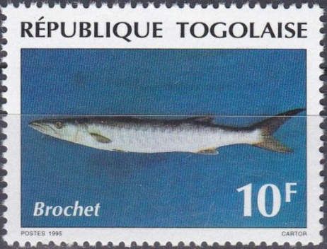 Brochet africain