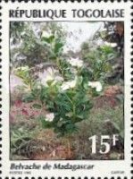 Belvache de Madagascar
