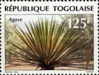Agave