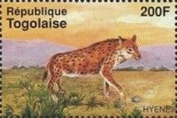 Spotted Hyaena (Crocuta crocuta)
