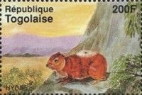 Rock Hyrax (Procavia capensis)