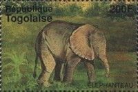 African Elephant (Loxodonta africana)