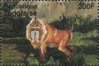 Mandrill (Mandrillus sphinx)