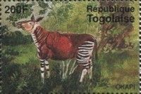 Okapi (Okapia johnstoni)