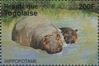 Hippopotamus (Hippopotamus amphibius)