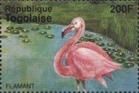 Flamingo